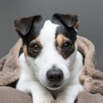 Best Dog Beds for Jack Russell Terriers
