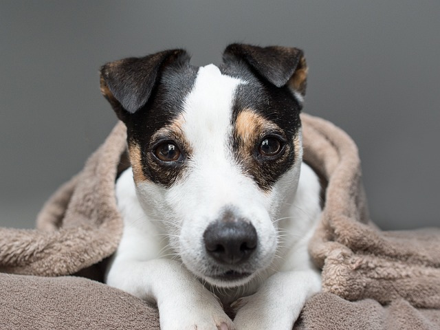 Best Dog Beds for Jack Russell Terriers