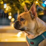 Best Dog Harnesses for Boston Terriers