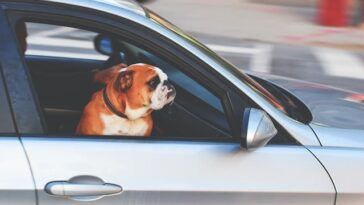 Best Car Seats For Dogs