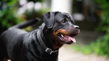 Best Dog Collars for Rottweilers