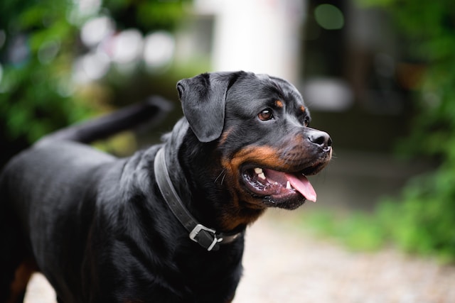 Best Dog Collars for Rottweilers