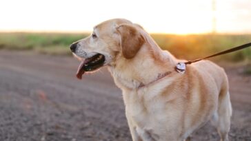 How to Train a Dog to Stop Pulling on the Leash During Walks