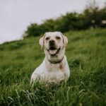 Benefits of Using a Dog GPS Tracker