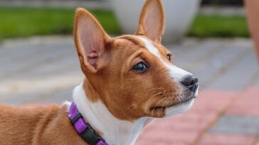 Basenji Dog Breed Quiz