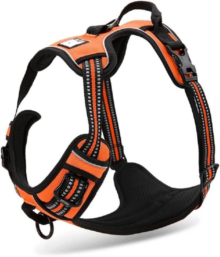 Picture of 8 Best No-Pull Harnesses for Basset Hounds for 2025 ( TOP PICKS ...
