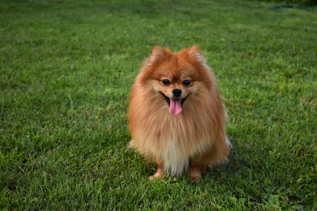 Pomeranian fluffy dog breed that stays small under 7 pounds with lion-like double coat requiring daily grooming