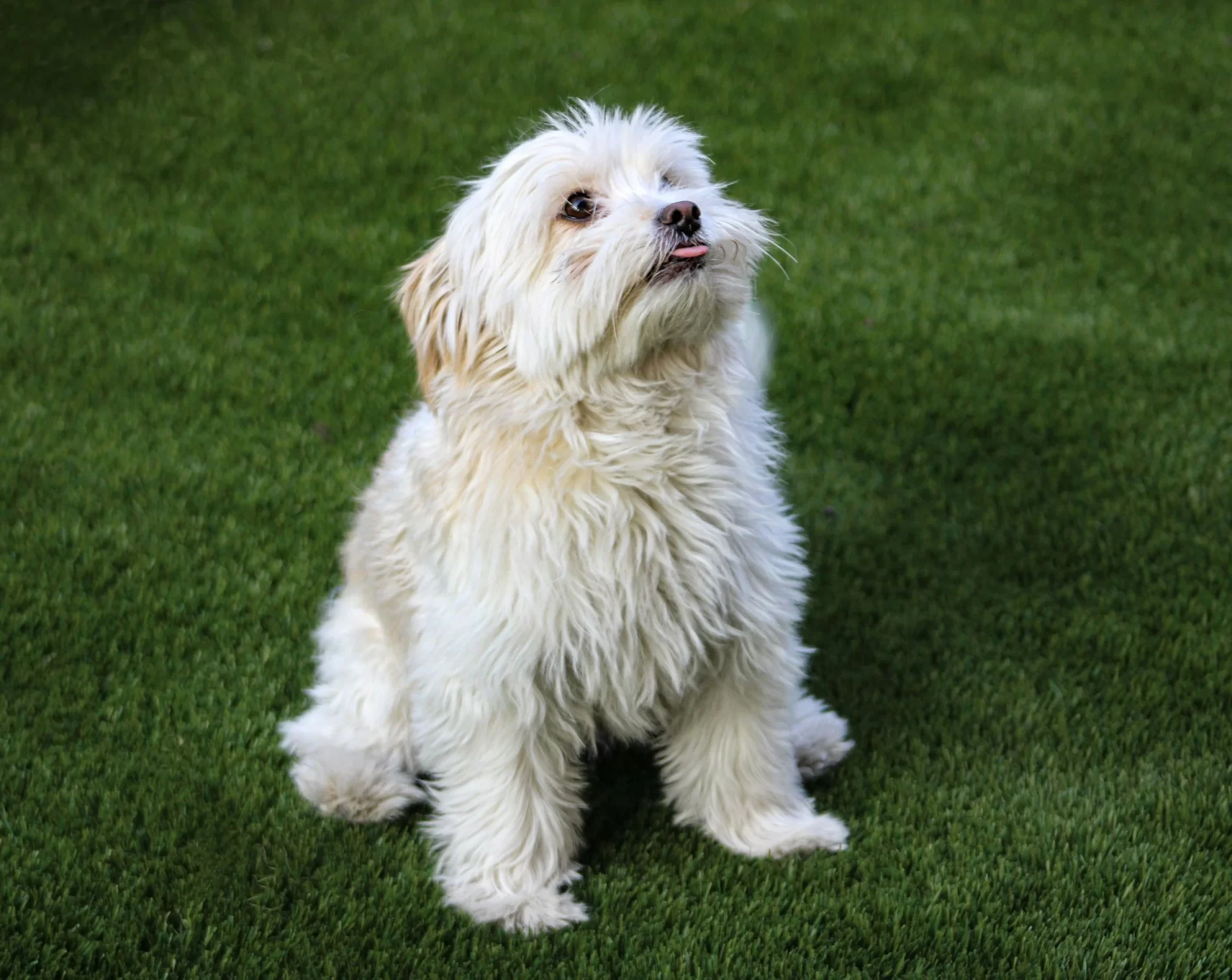 best-white-dog-names-fluffy-puppy-guide
