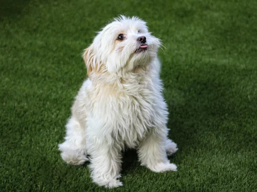 best-white-dog-names-fluffy-puppy-guide