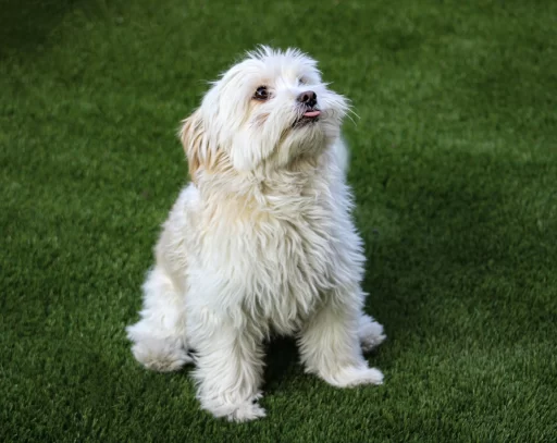 best-white-dog-names-fluffy-puppy-guide