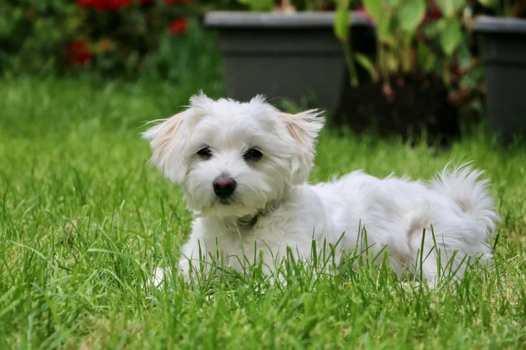 white-dog-names-snowy-companion-ideas