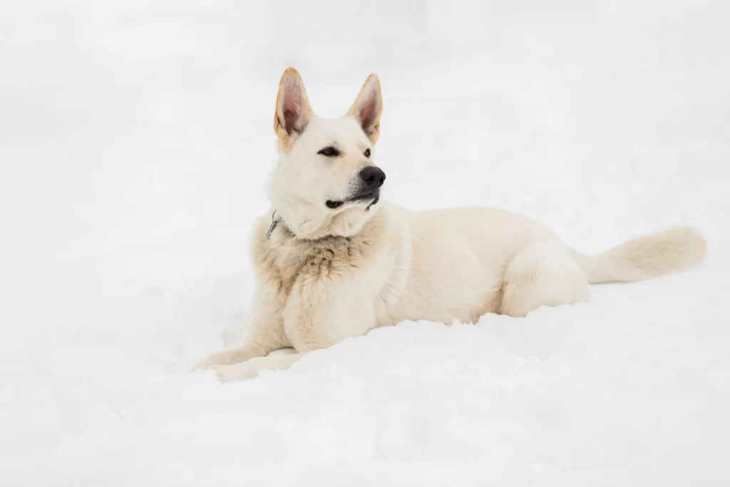 white-dog-snow-winter-names-inspiration