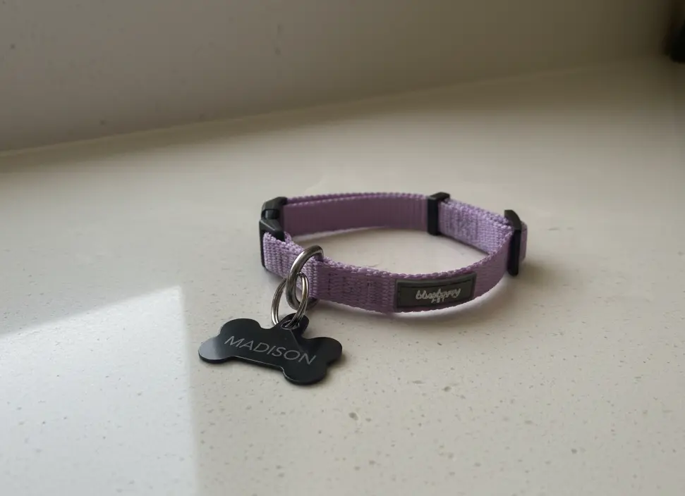 Blueberry Pet Essentials Classic Dog Collar – Best Budget Everyday Champion