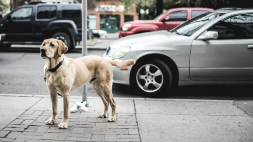 Top 5 Dog Collars for Labs
