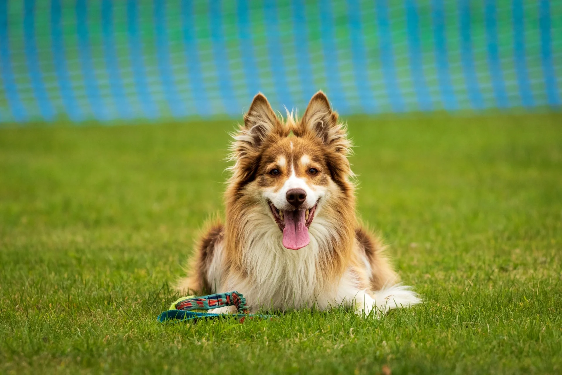 What is the best way to introduce a dog to a new environment