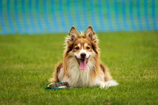 What is the best way to introduce a dog to a new environment