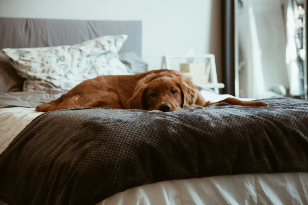 best way to introduce rescue dog to new home