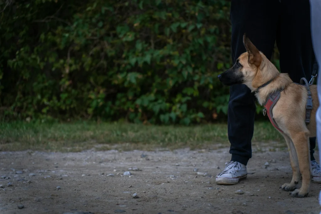 dog new environment introduction