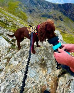 lesotc Dog Water Bottle, Portable Dog Water Dispenser, Leak Proof Dog Travel Water Bottle
