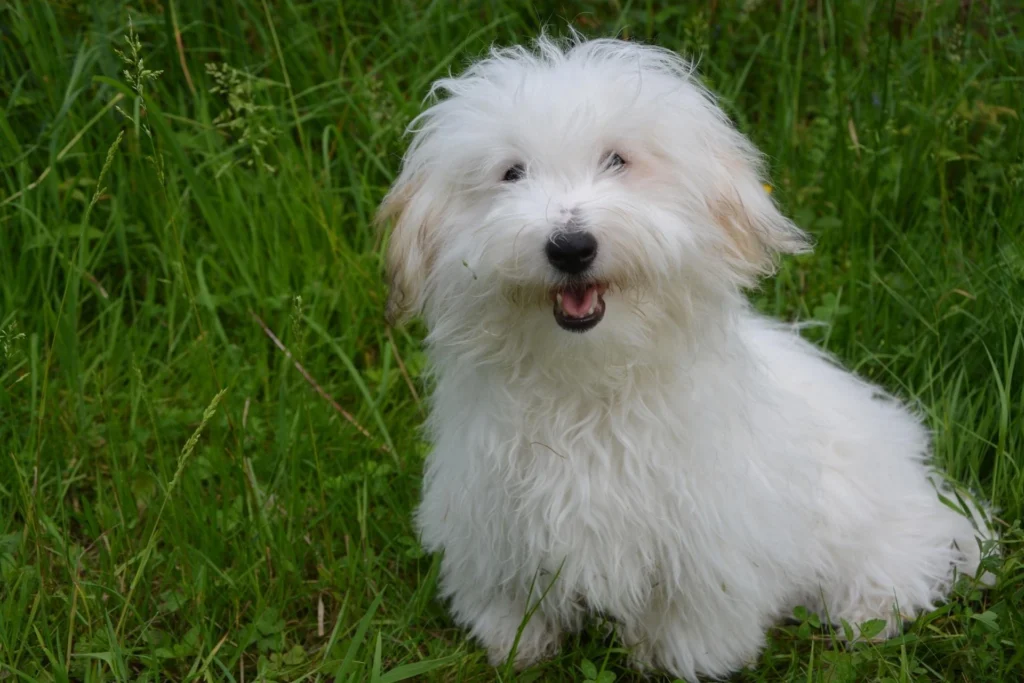 Coton de Tulear rare small fluffy dog breed with cotton-like hypoallergenic coat under 15 pounds for apartments