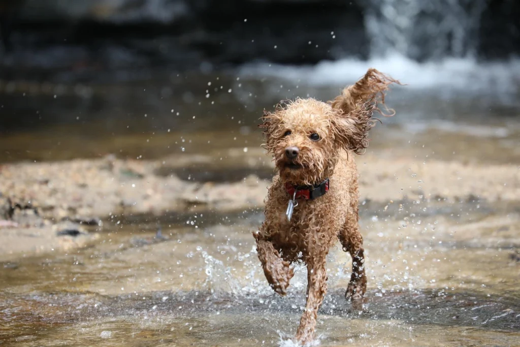 Curly coated Toy Poodle in teddy bear cut showing easiest small fluffy dogs to train for first-time owners