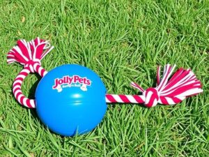 Jolly Pets Romp-n-Roll Ball