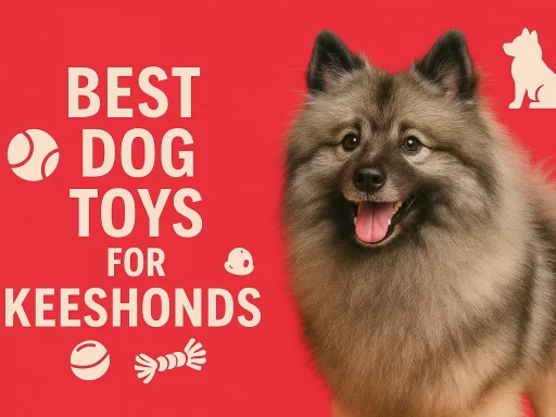 Best Dog Toys for Keeshond