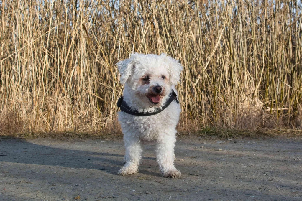 Bichon Frise — Probably the Most Confusing One