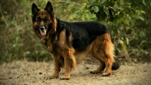 Black-and-Tan-Dog-Breeds