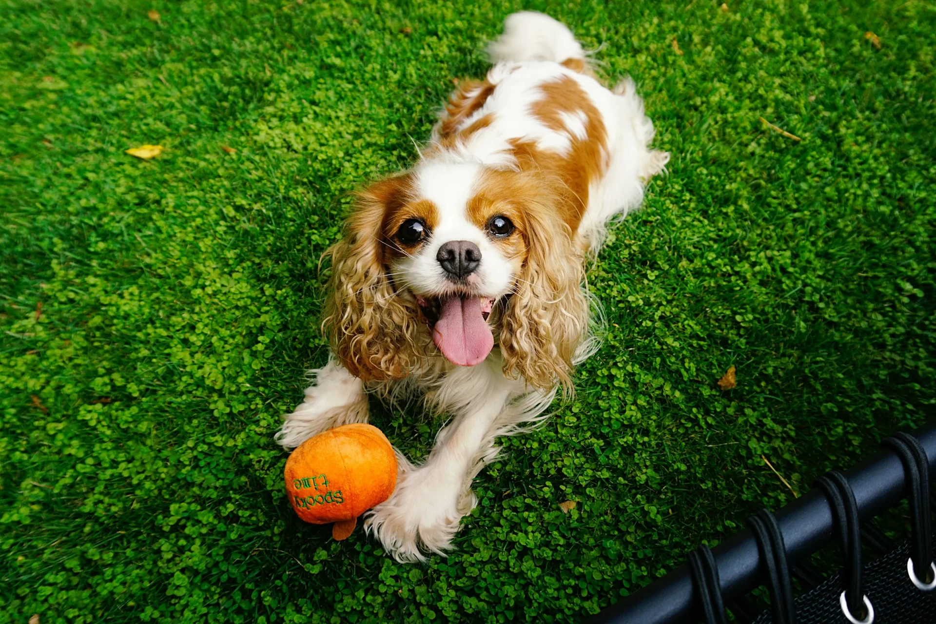 Cavalier King Charles Spaniel Similar Dog Breeds