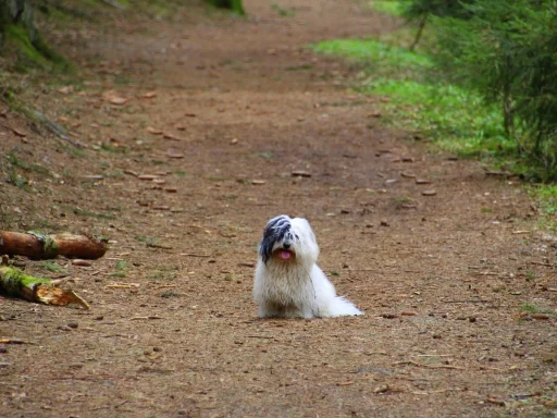 Coton de Tulear Similar Dog Breeds