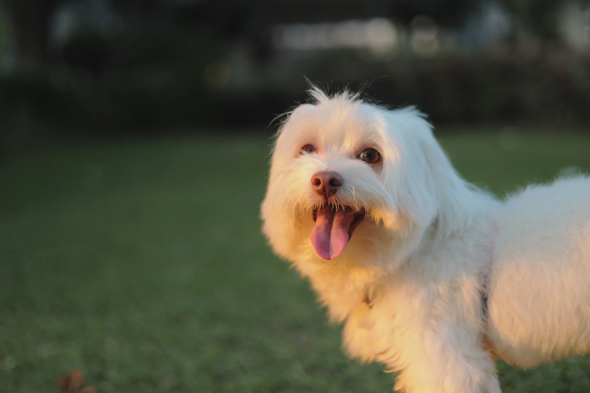 Dogs That Look Like Maltese Stunning Alternatives