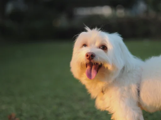 Dogs That Look Like Maltese Stunning Alternatives
