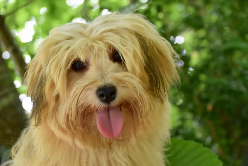 Havanese — The Social Butterfly