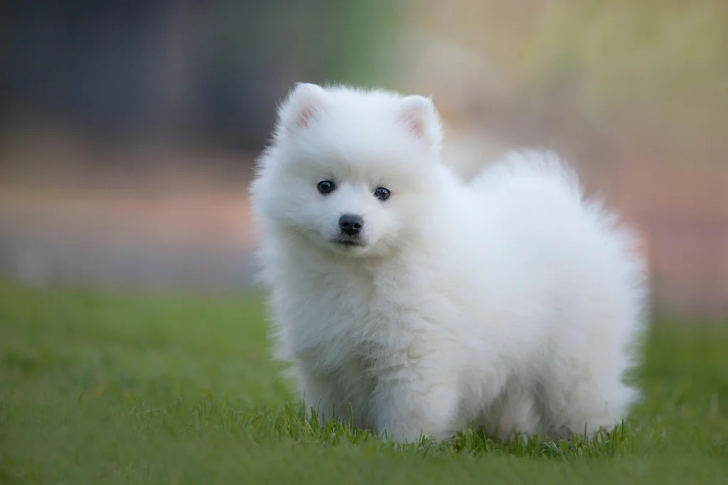 Japanese Spitz — When You Want More Dog