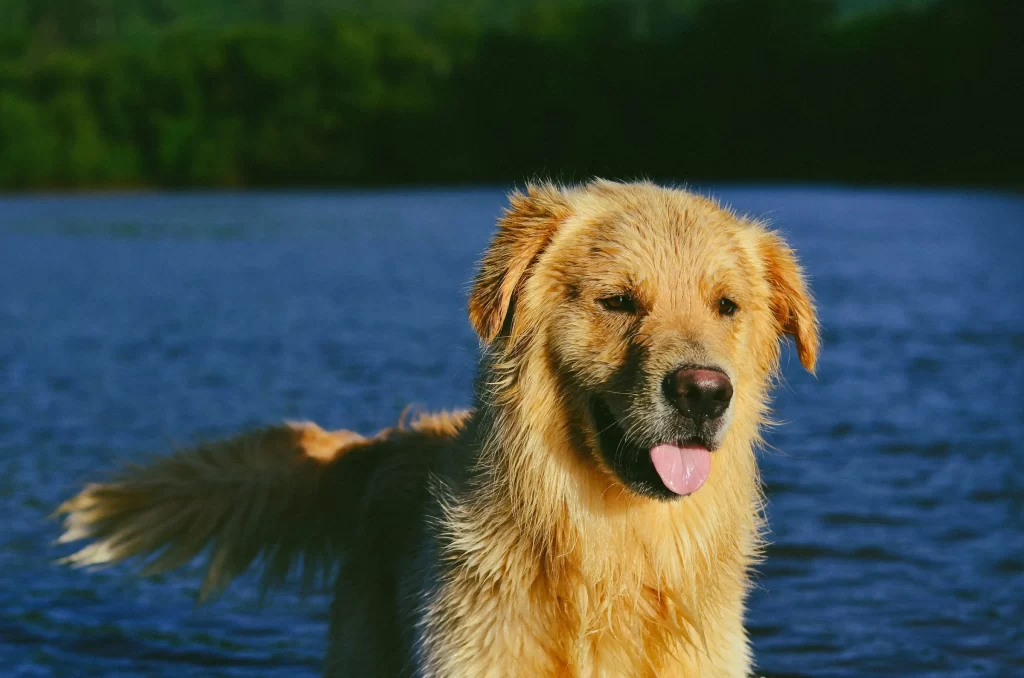 Names by Dog Size and Breed