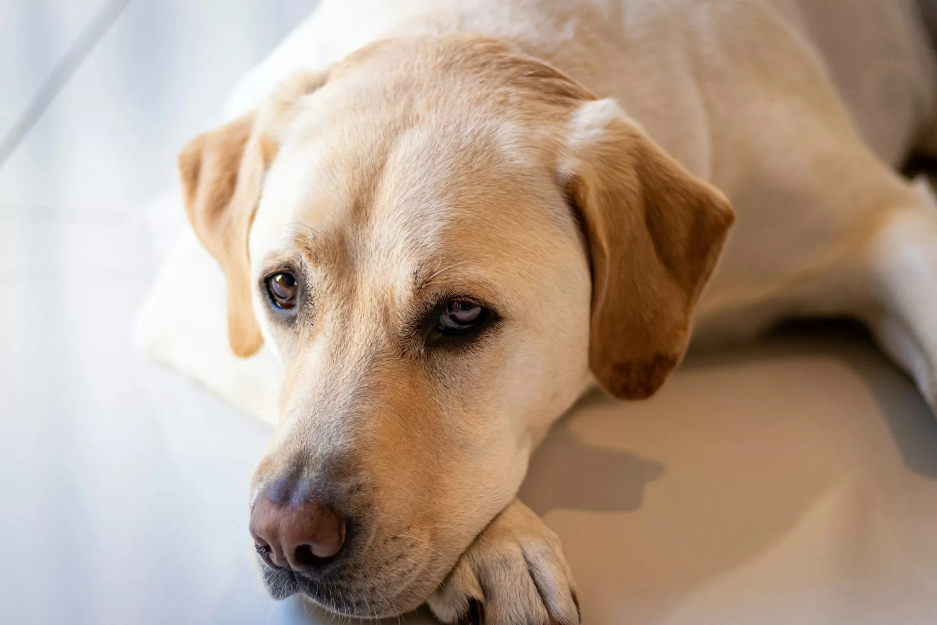 Names for Yellow Dogs