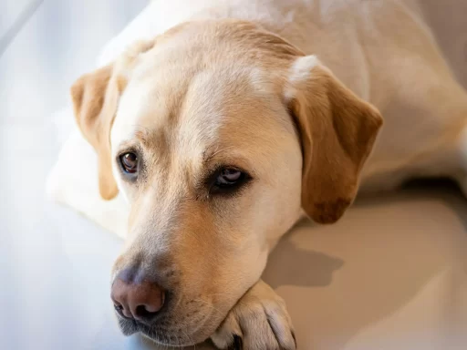 Names for Yellow Dogs