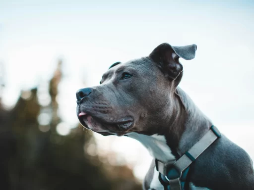 Pitbull Dog Nicknames