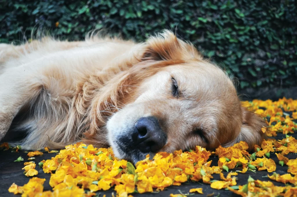 The Top 25 Most Popular Yellow Dog Names