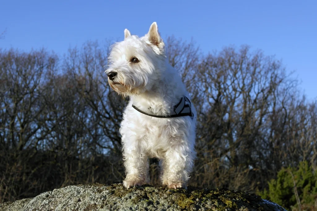 West Highland White Terrier The Confident Alternative