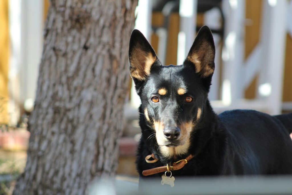 australian-kelpie-medium-black-tan-herding-dog