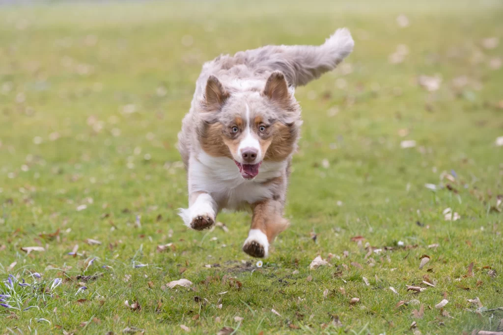 australian-shepherd-merle-coat-herding-dog