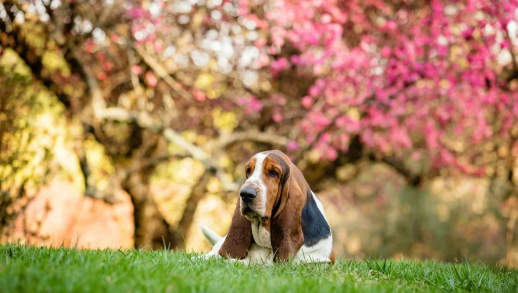 basset-hound-indoor-dog-low-energy-family-pet
