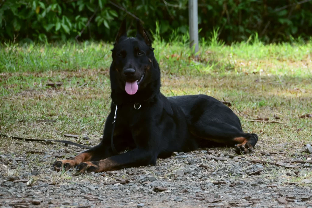 beauceron-french-black-tan-herding-breed