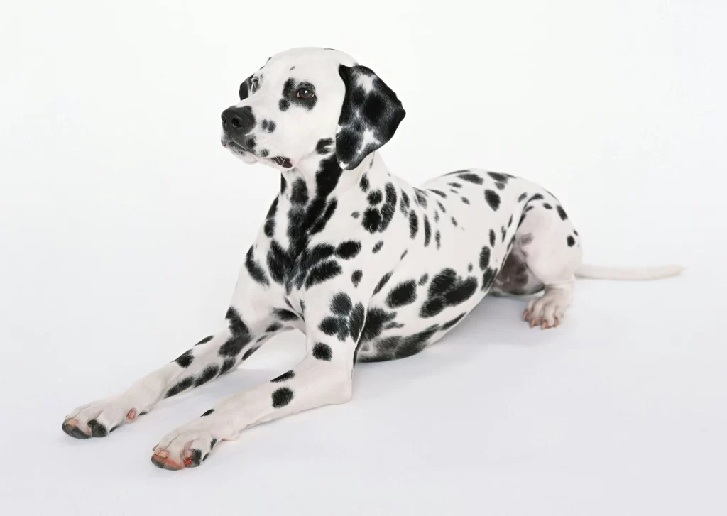 best-dalmatian-names-black-white-spots