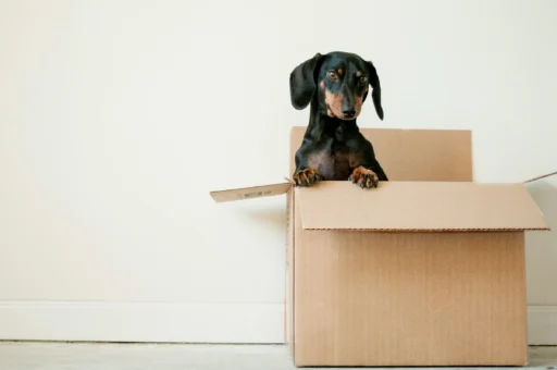 best-inside-dogs-apartment-living-small-dog