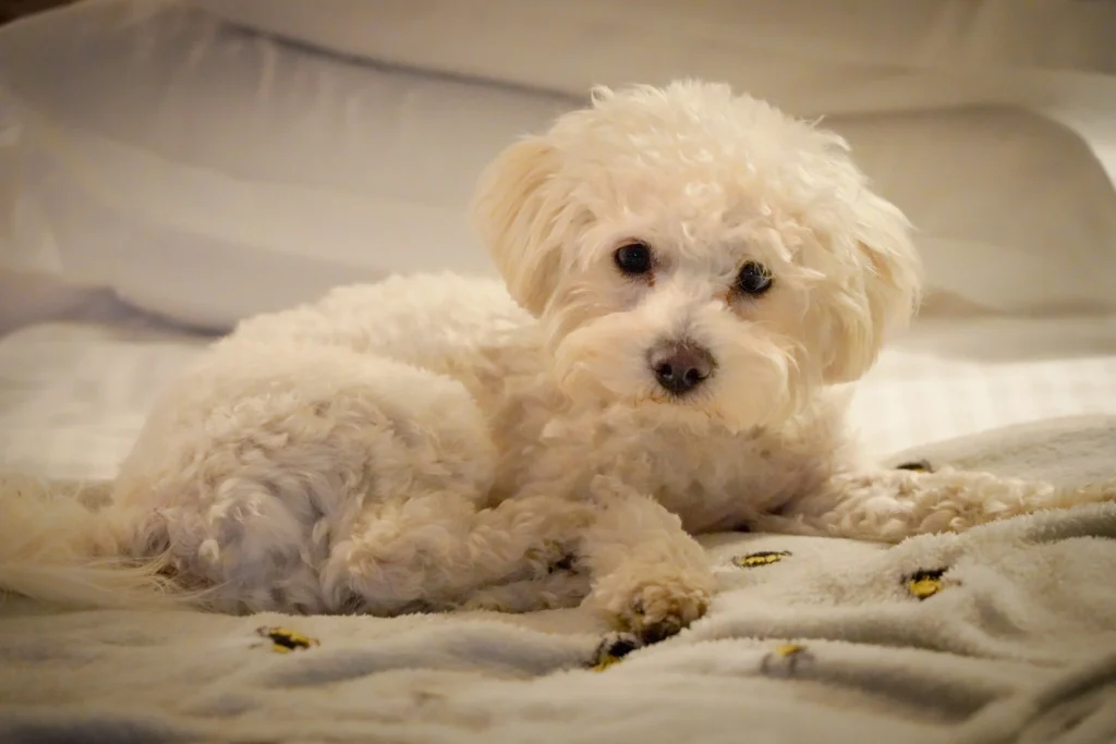bichon-frise-small-indoor-dog-hypoallergenic-breed