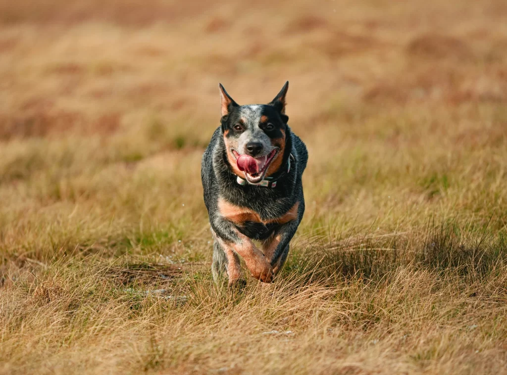 blue-heeler-australian-cattle-dog-breed