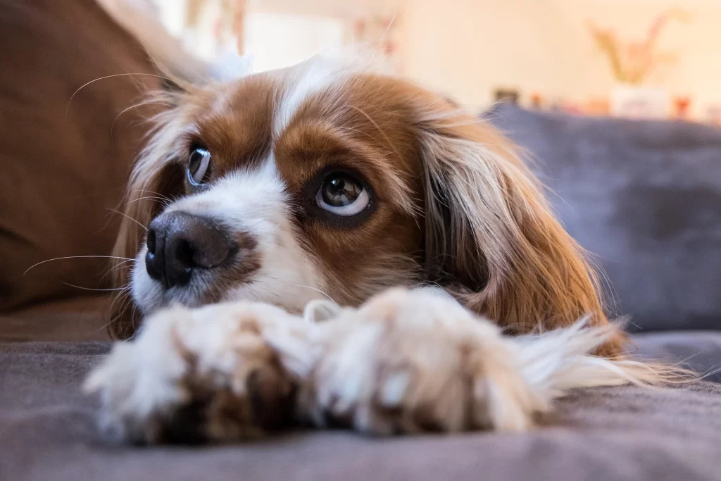 cavalier-king-charles-spaniel-gentle-companion